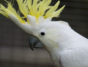 Sulphur Crested Cockatoo at Bonorong